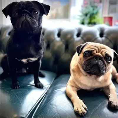 Bodhi & Barbra Frankling